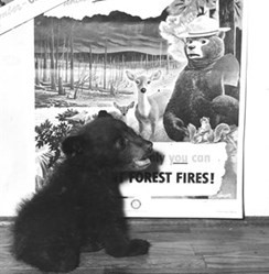 smoky bear