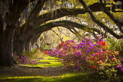 trees in south carolina