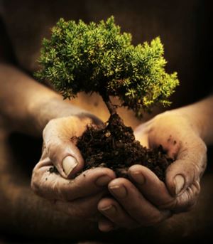 Hand and Tree.png