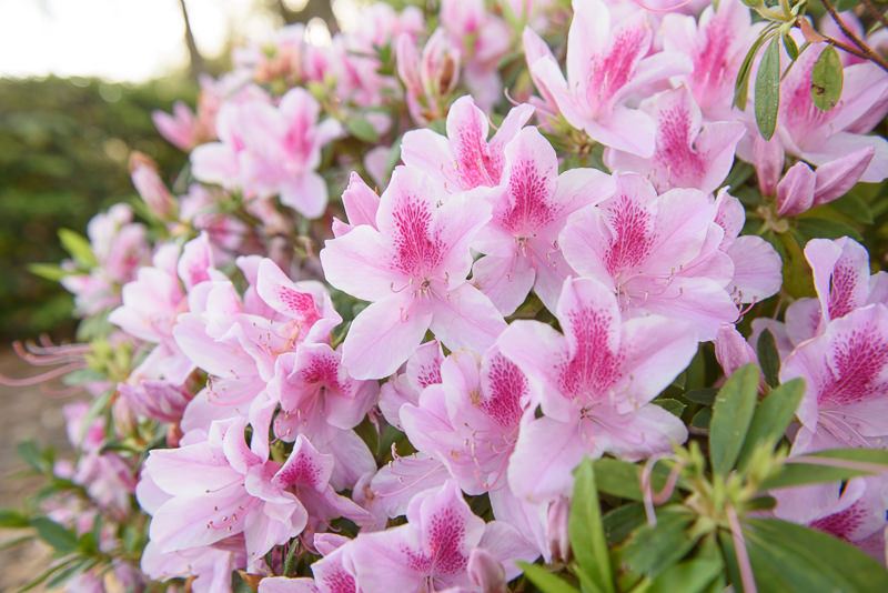 17.03.06-Azalea Trace-web-183.jpg