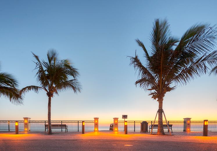 beacah palm trees.png