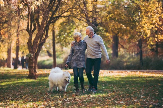 Senior couple walking white dog through park during the autumn