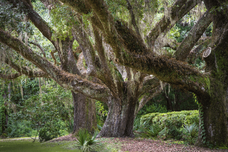 Live Oak trees near Bon Secour, Alabama