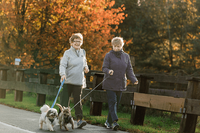 Two women walk three small dogs on a paved path beside a wooden fence, with autumn trees and sunlight in the background.