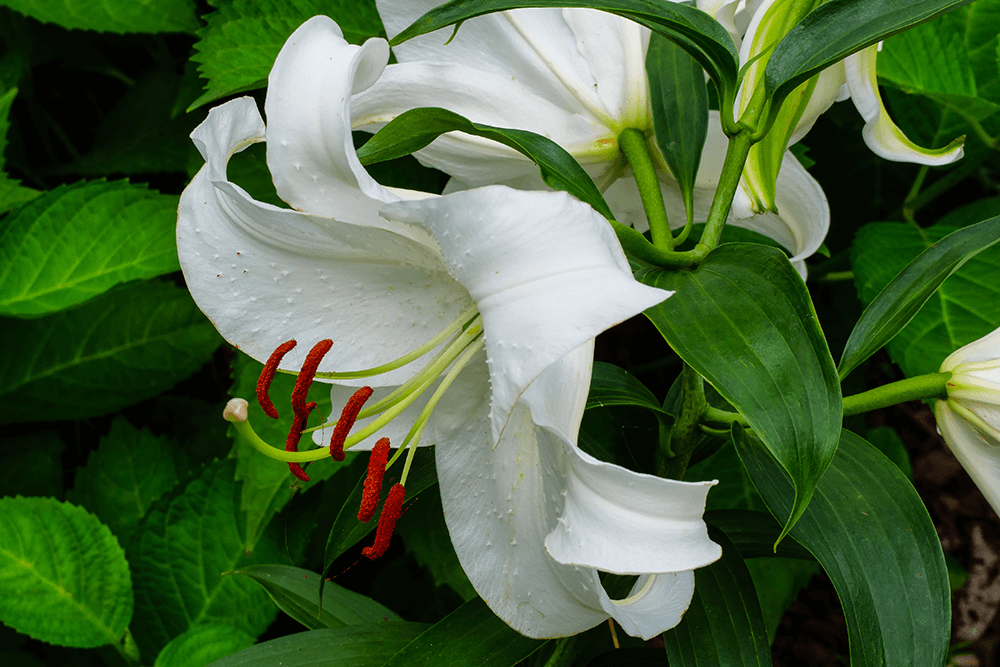 A white lily flower with visible red stamens and water droplets on its petals, surrounded by green leaves.