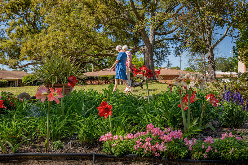 Two elderly people walk in a grassy park with blooming flowers, trees, and residential buildings in the background on a sunny day.