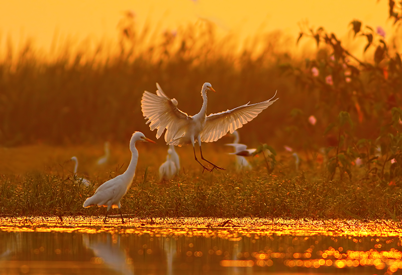 Two white birds stand in shallow water at sunset, with one bird spreading its wings. Tall grass and other birds are visible in the background.