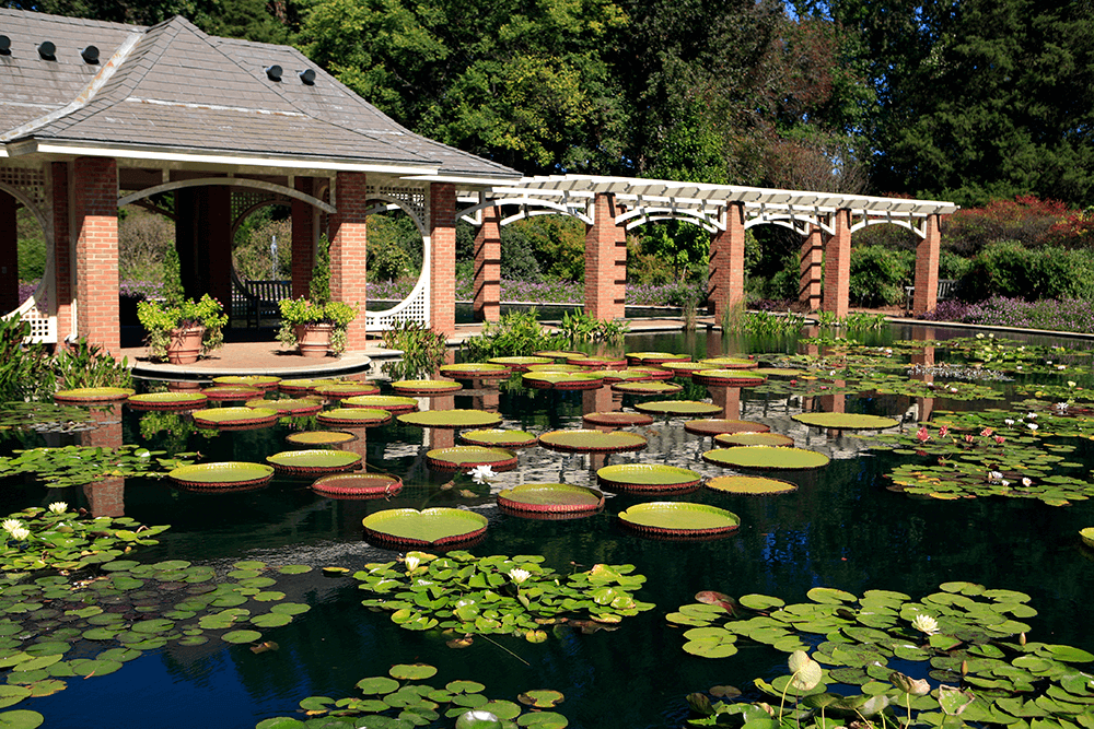 A pond with large water lilies and lily pads sits in front of a brick pavilion and pergola, surrounded by trees and plants in a garden setting.