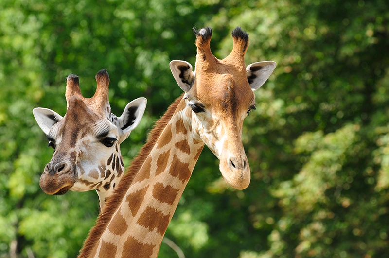 Two giraffes standing close together with green foliage in the background.