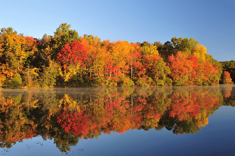 A row of autumn trees with red, orange, and yellow leaves is reflected in the calm water of a lake under a clear blue sky.